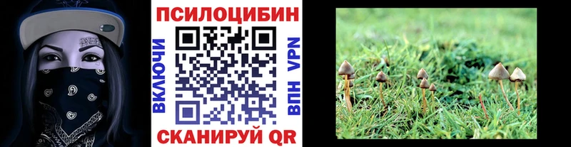Галлюциногенные грибы Psilocybe  купить наркотики цена  Назрань 